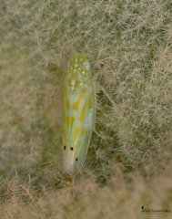 Micantulina stigmatipennis