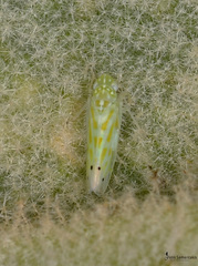 Micantulina stigmatipennis