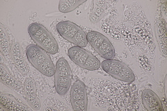 Hapalocystis