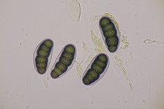 Hapalocystis