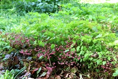 Epimedium × rubrum