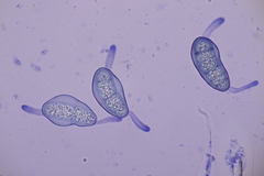 Hapalocystis