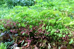Epimedium × rubrum