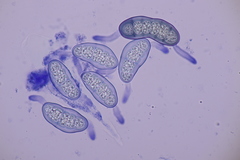 Hapalocystis