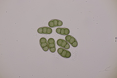 Hapalocystis berkeleyi