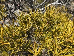 Orites acicularis