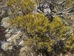Orites acicularis