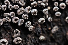 Merismodes connivens