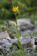 Tephroseris integrifolia