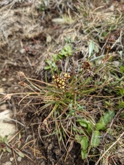 Luzula acutifolia