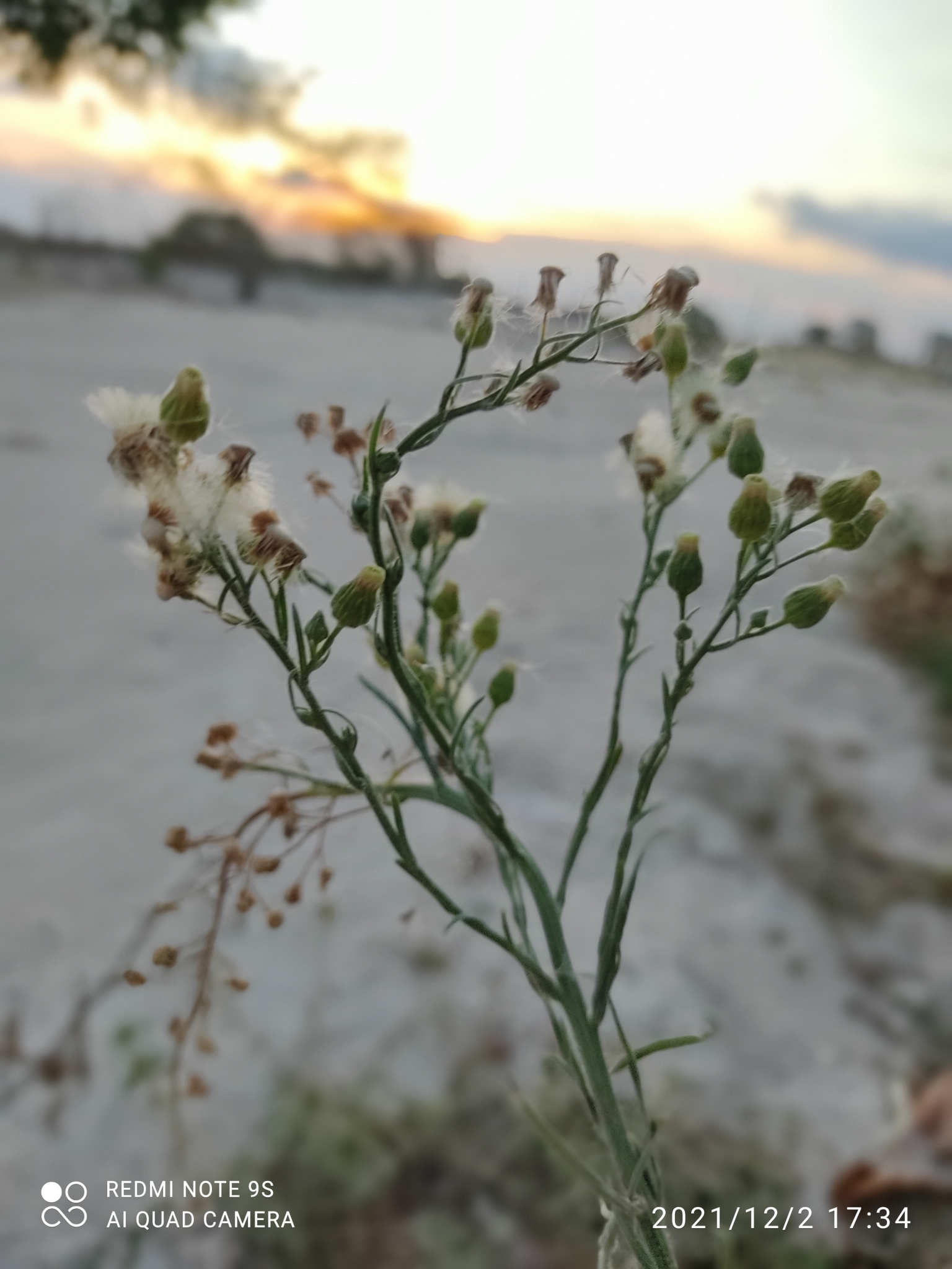 Erigeron bonariensis