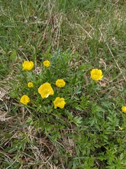 Ranunculus eichleranus