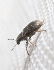 Sitona cylindricollis