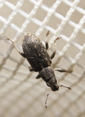 Sitona cylindricollis
