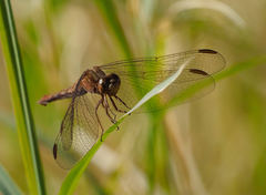 Erythrodiplax basifusca