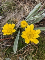 Ranunculus gunnianus