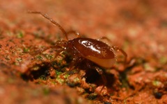 Pergamasus