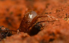 Pergamasus