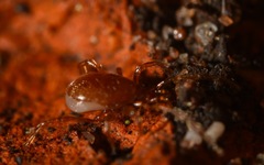Pergamasus