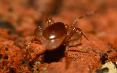 Pergamasus