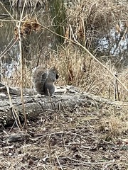 Sciurus carolinensis