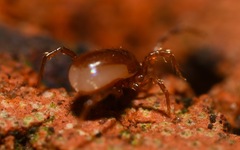 Pergamasus