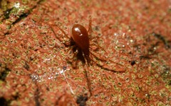 Pergamasus