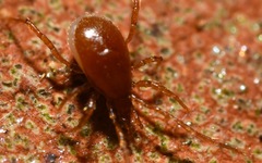 Pergamasus