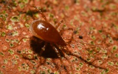 Pergamasus