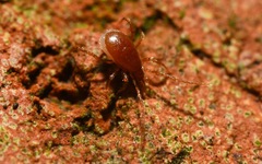 Pergamasus
