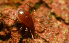 Pergamasus