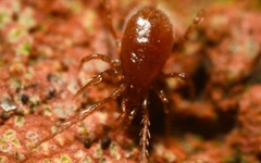 Pergamasus
