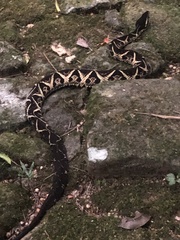 Bothrops jararacussu