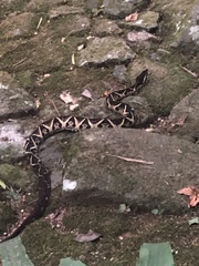Bothrops jararacussu