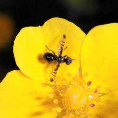 Rivellia syngenesiae