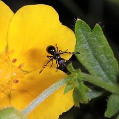 Rivellia syngenesiae