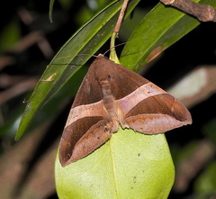 Bastilla fulvotaenia