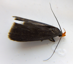 Dichomeris purpureofusca