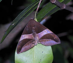 Bastilla fulvotaenia