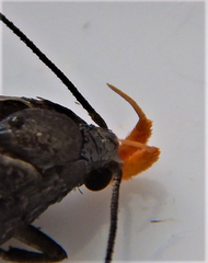 Dichomeris purpureofusca