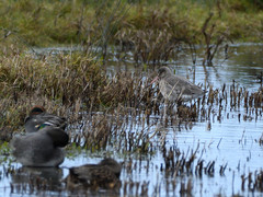 Limosa limosa