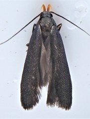 Dichomeris purpureofusca