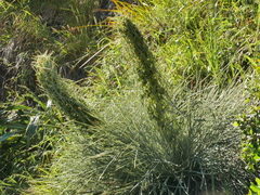 Aciphylla squarrosa squarrosa