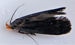 Dichomeris purpureofusca