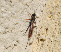 Xorides filiformis