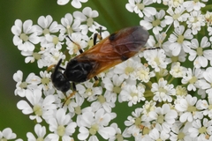 Arge melanochra