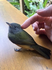 Mionectes rufiventris