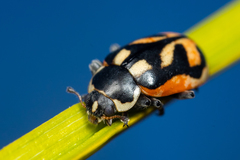 Hippodamia americana