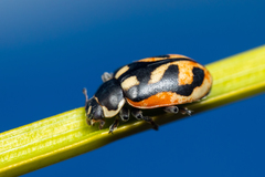 Hippodamia americana