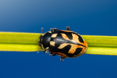 Hippodamia americana